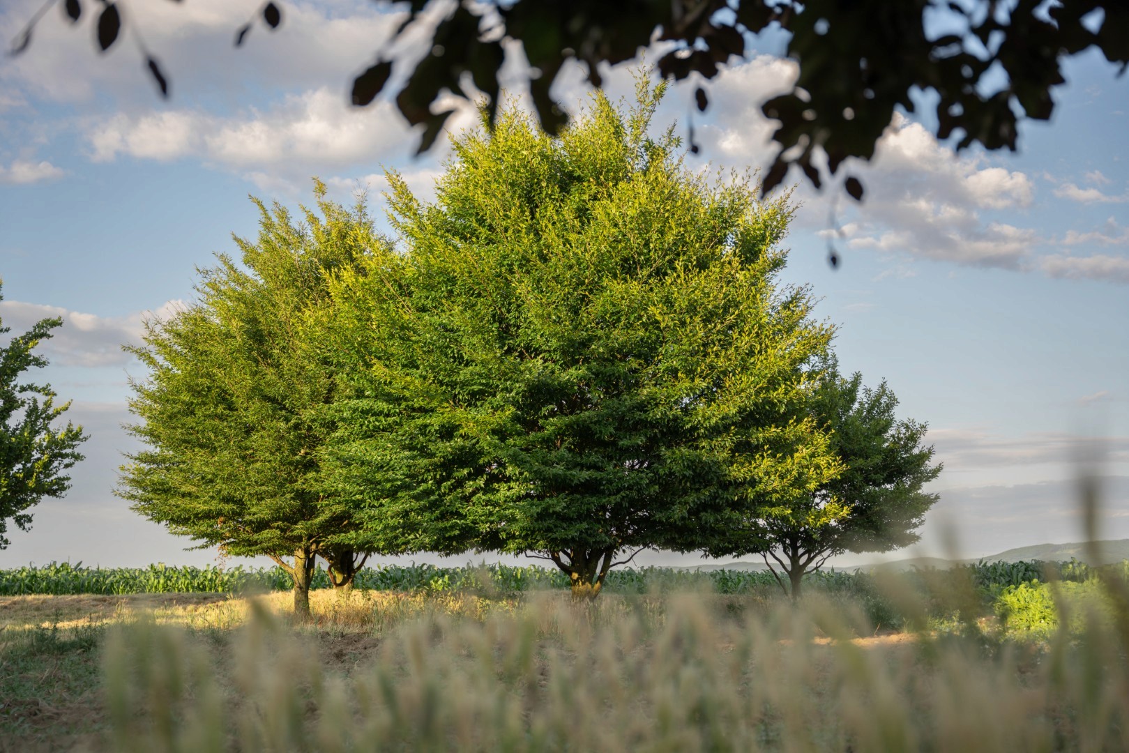 Fagus ‘Latifolia’ mit dichter, rundlicher Krone und sattgrünem Laub, stehend am Rand eines offenen Feldes.