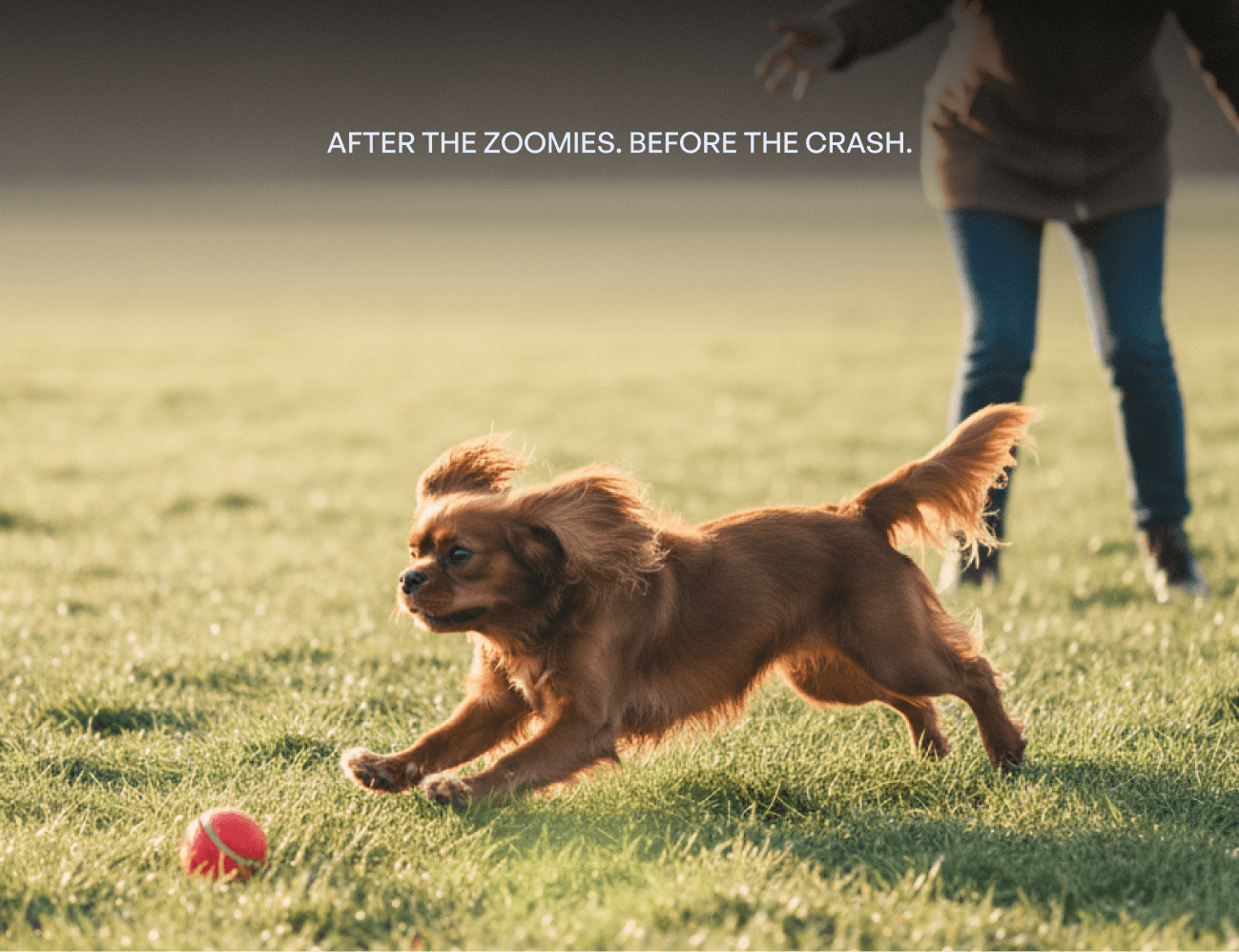 Cavalier King Charles Spaniel mid-run on grass, chasing a small red ball, with a person's legs visible in the background in outdoor daylight. 