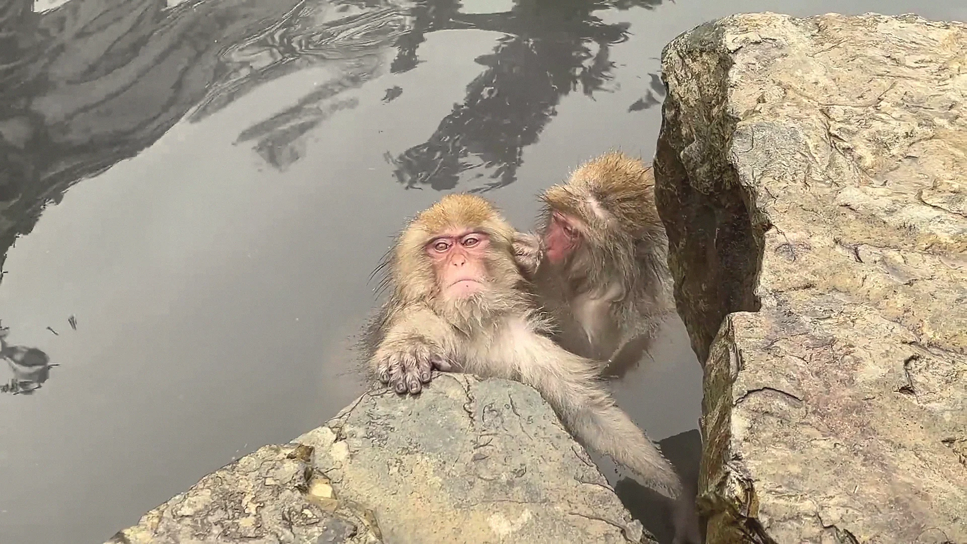 Snow monkeys soak in the hot spring while visitors photograph them from a snowy ledge a few feet away.