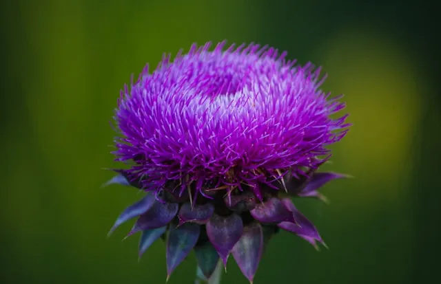 Milk Thistle herbla plant