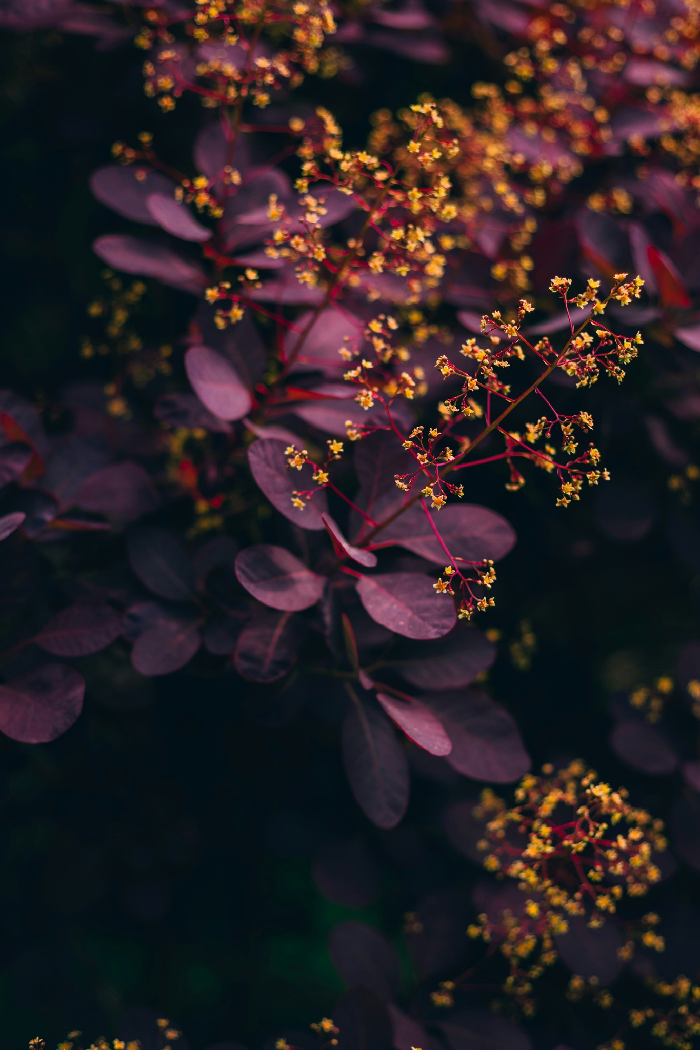 Purple flowers