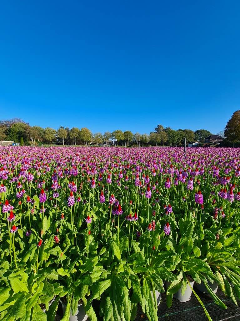 Primula veld