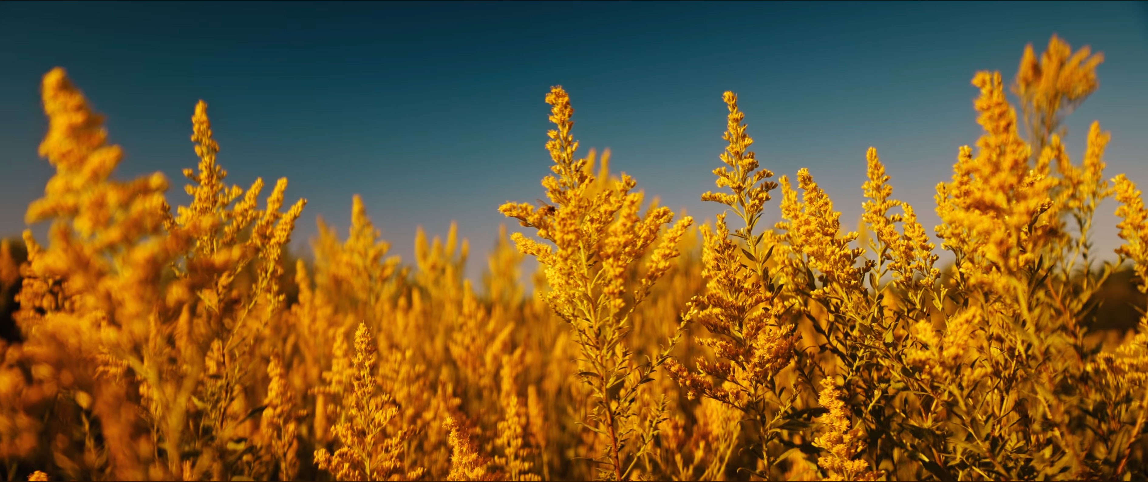 Goldenrod flowers blooming in an open field at Cochesett Preserve in West Bridgewater.