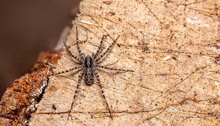 Spider living on the side of the house
