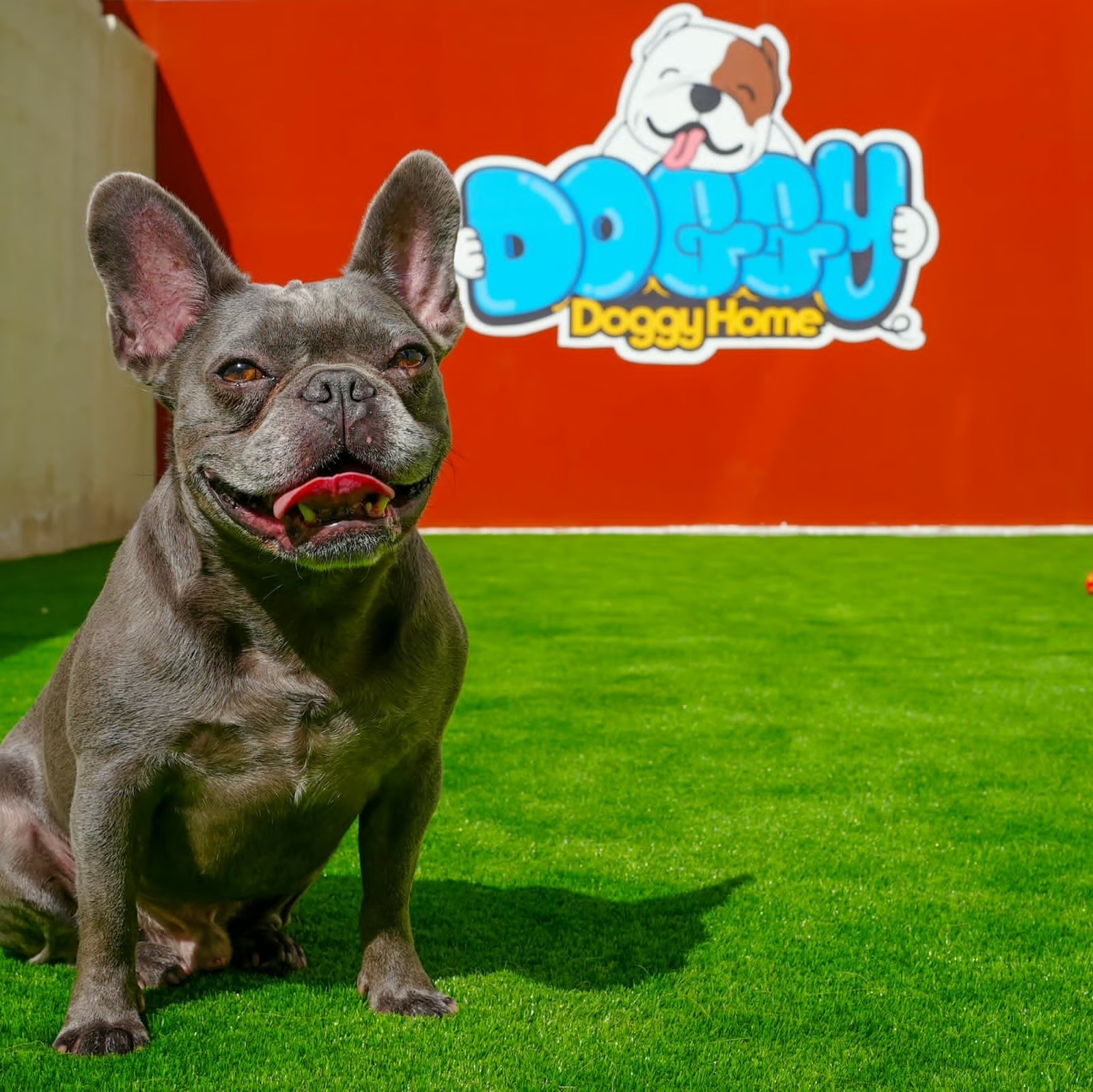 puppy training in Dubai