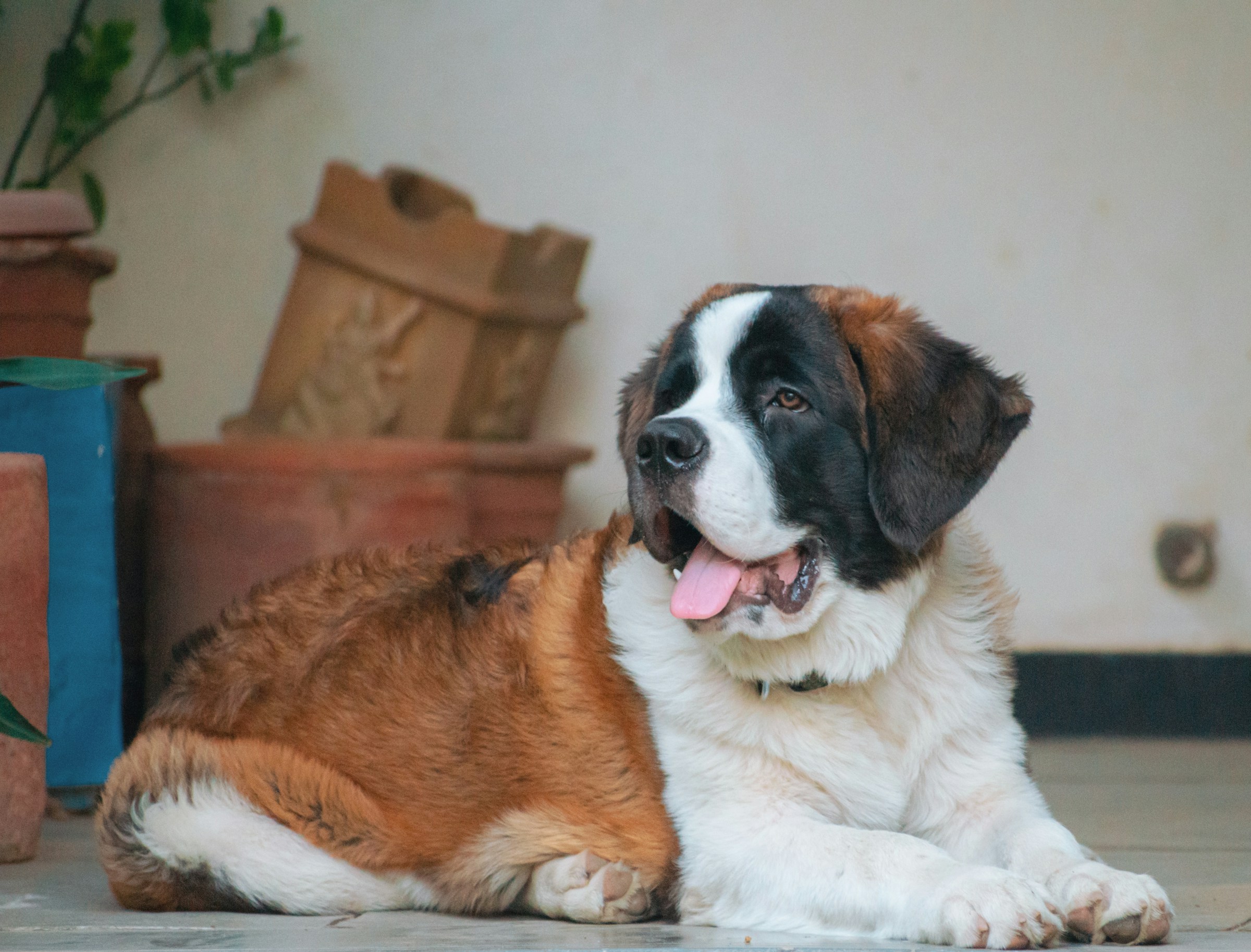 St Bernard lying down indoors with its tongue out