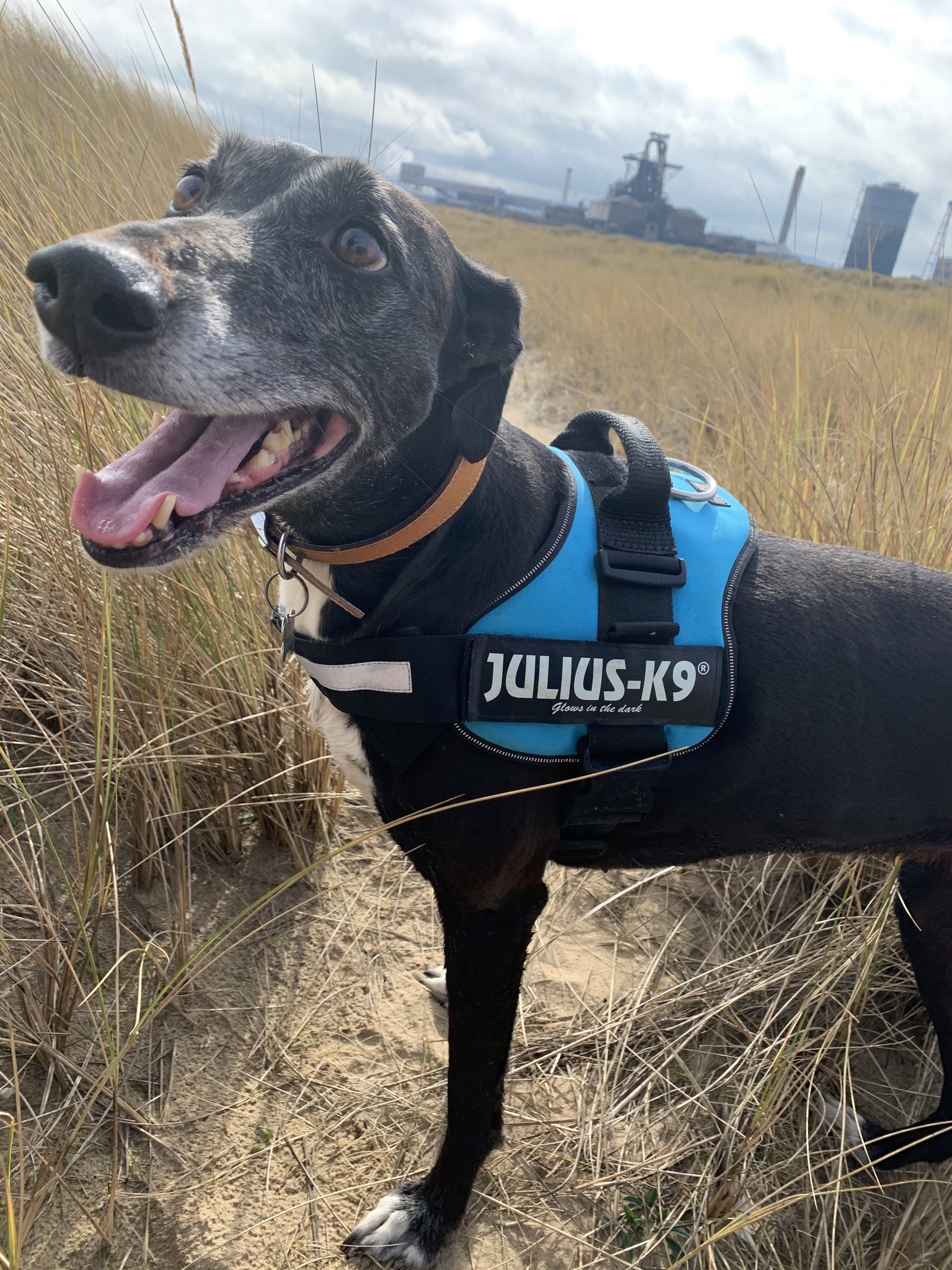 Circular image of a black and white greyhound with a happy expression. They have a blue harness and are stood in a long grass / beach dunes