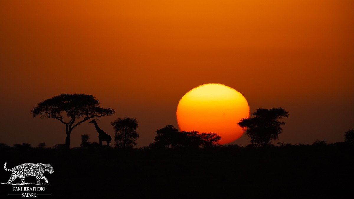 Central Serengeti 2023 Trip Report