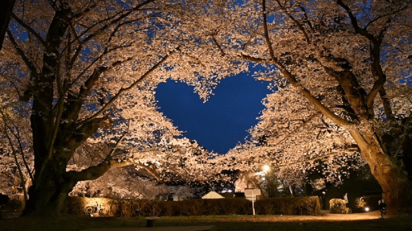 Sakura heart at Hirosaki Castle at night