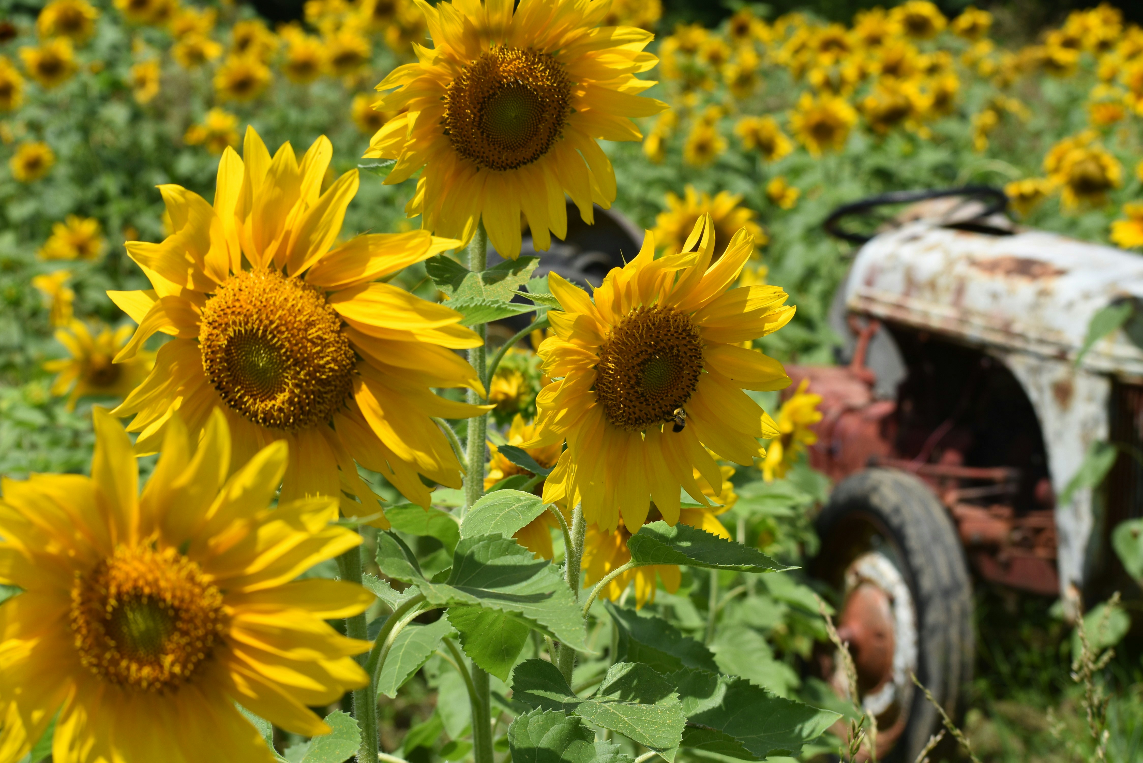 Sunflowers bloom next to an old tractor.