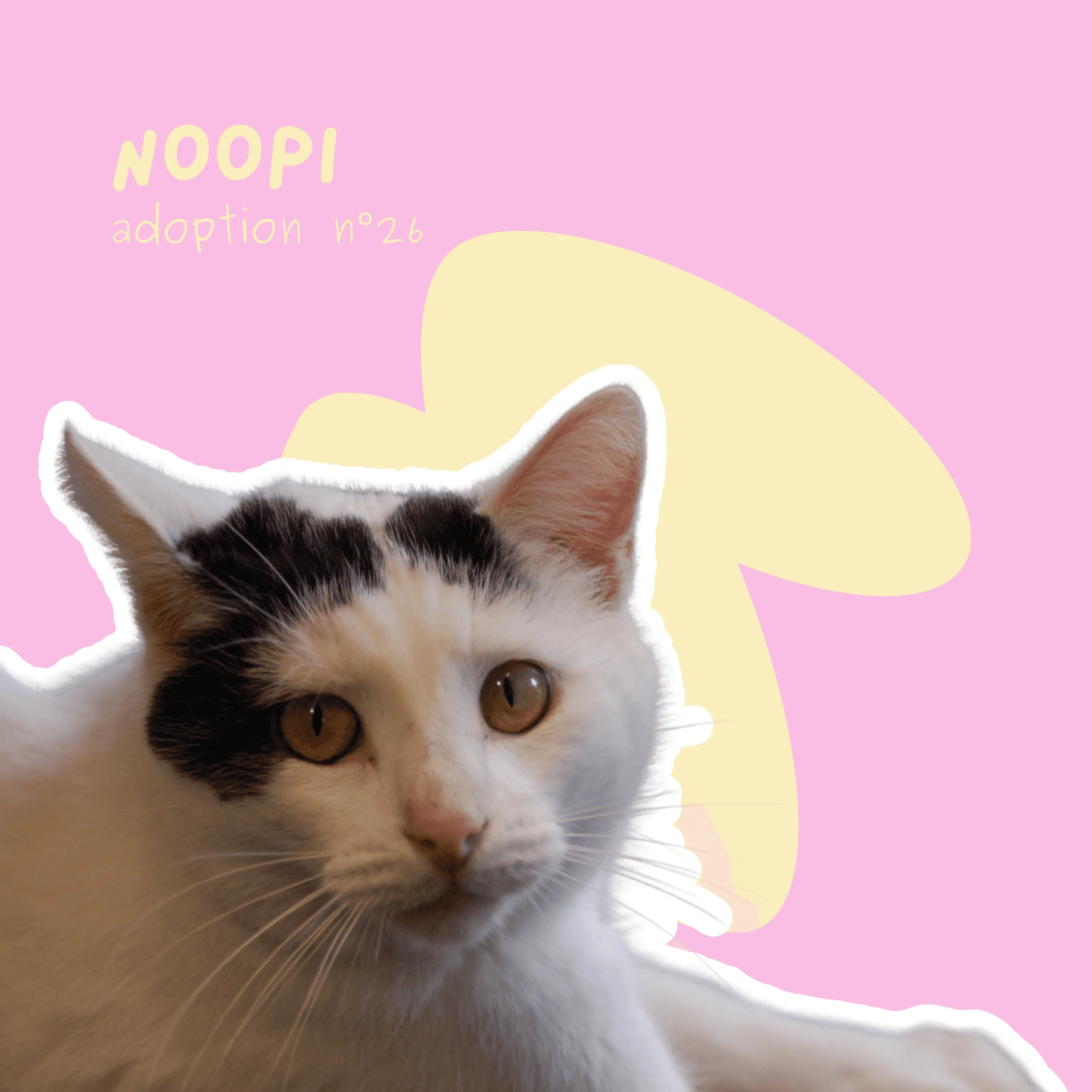 chat-noopi