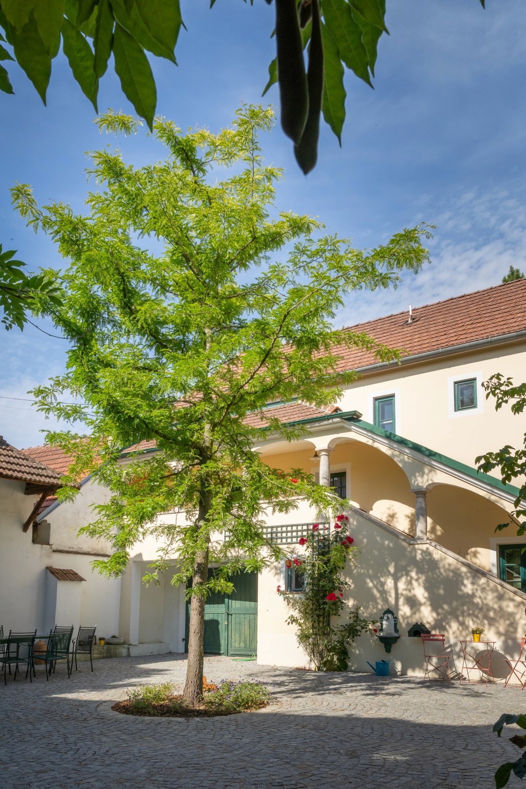 Gleditsia ‘Sunburst’ mit locker aufgebauter Krone und hellgrünem, fein gefiedertem Laub in einem Innenhof vor einem Gebäude.
