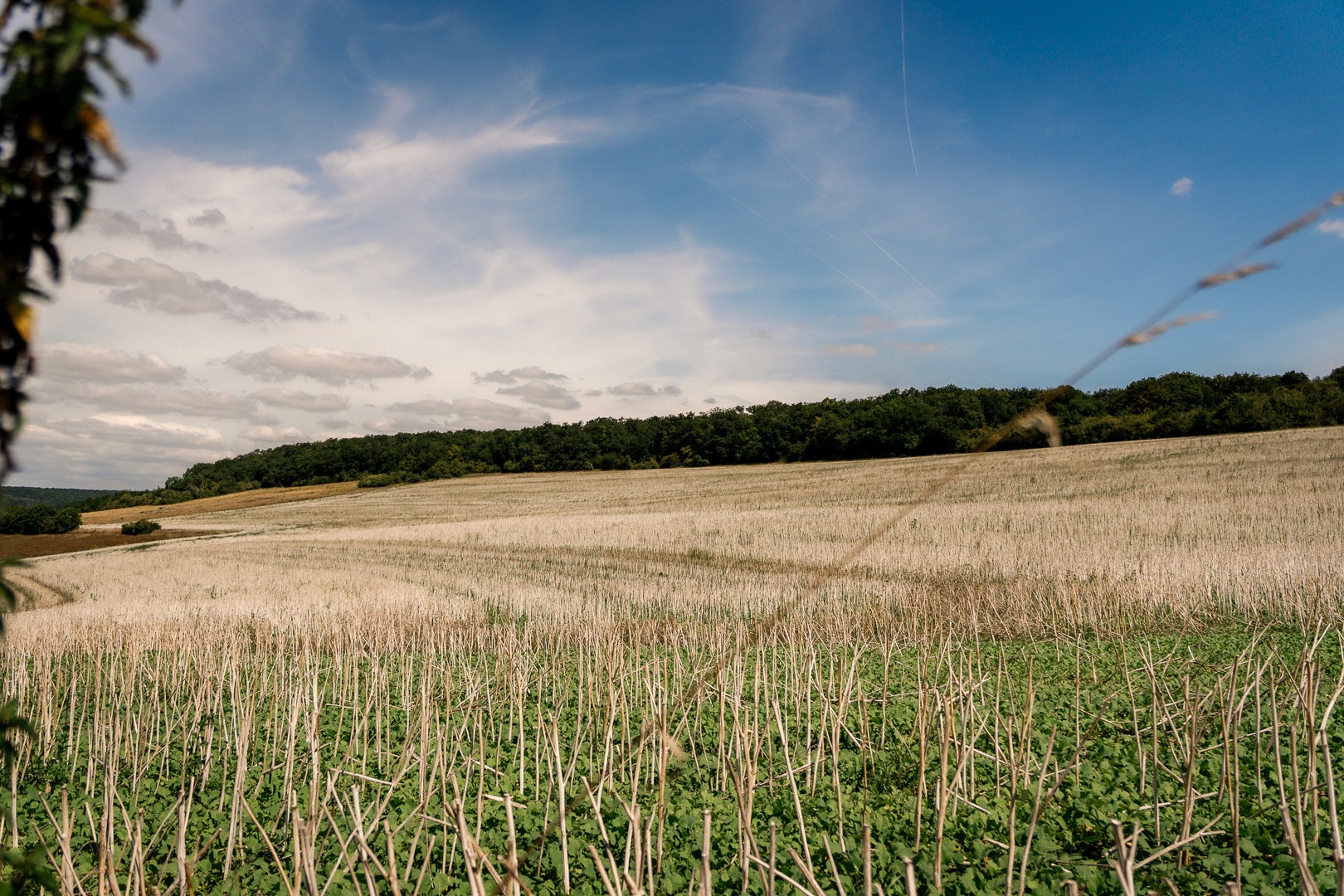 Paysage agricole sous ciel bleu, herbes coupées et forêt en arrière-plan.