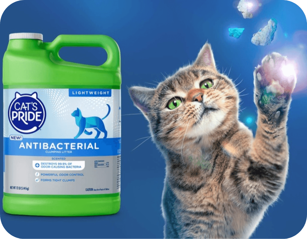 cat with litter solution