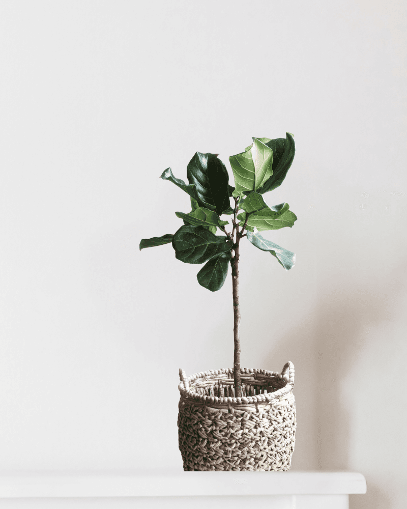 Sunrise Canopy Dracaena