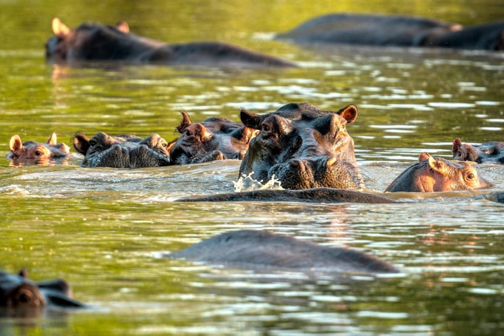 hippos, nyerere national park
