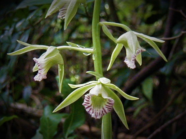 Orquídea com flores de pétalas verdes e labelo branco com listras roxas em haste na mata