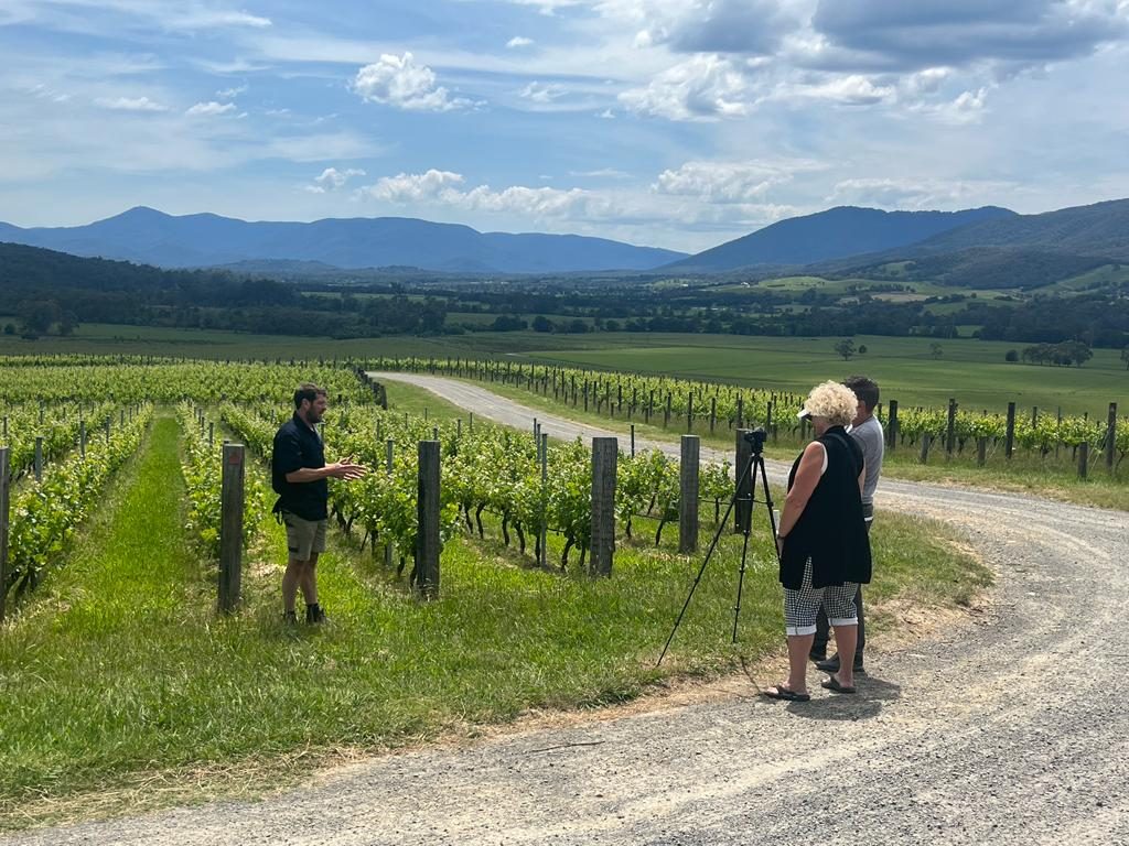 Vineyard in Yarra Valley, Victoria, Australia.