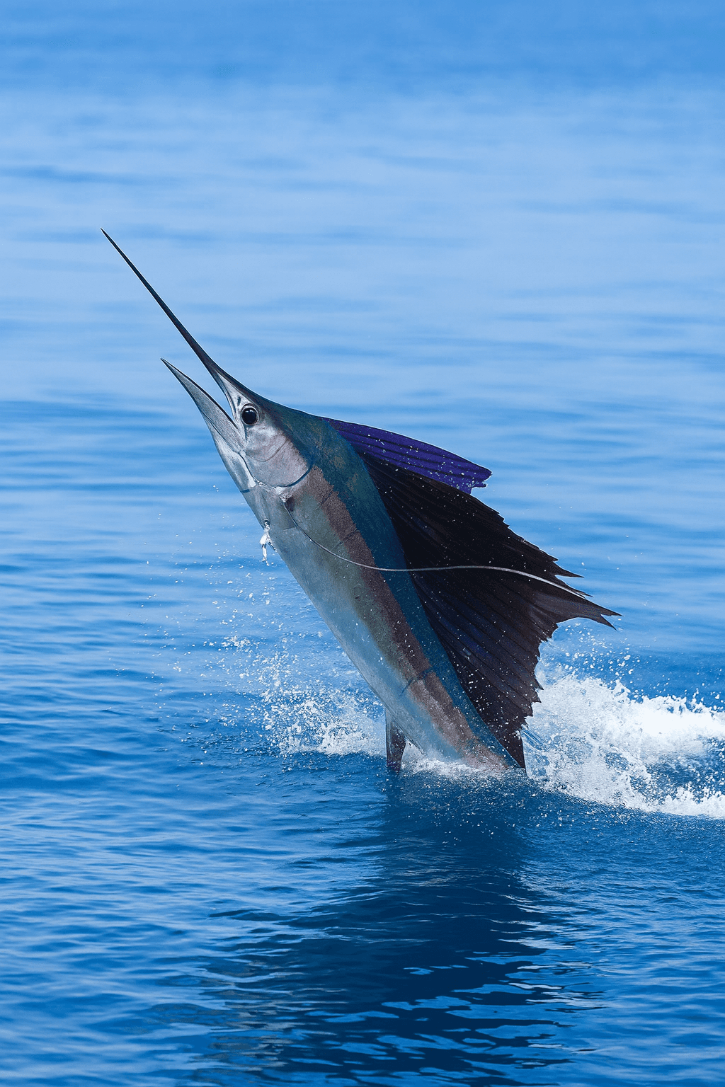 Pacific Salefish deep sea fishing Dominical Costa Rica
