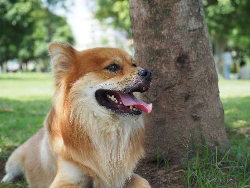 一只快乐的狗狗