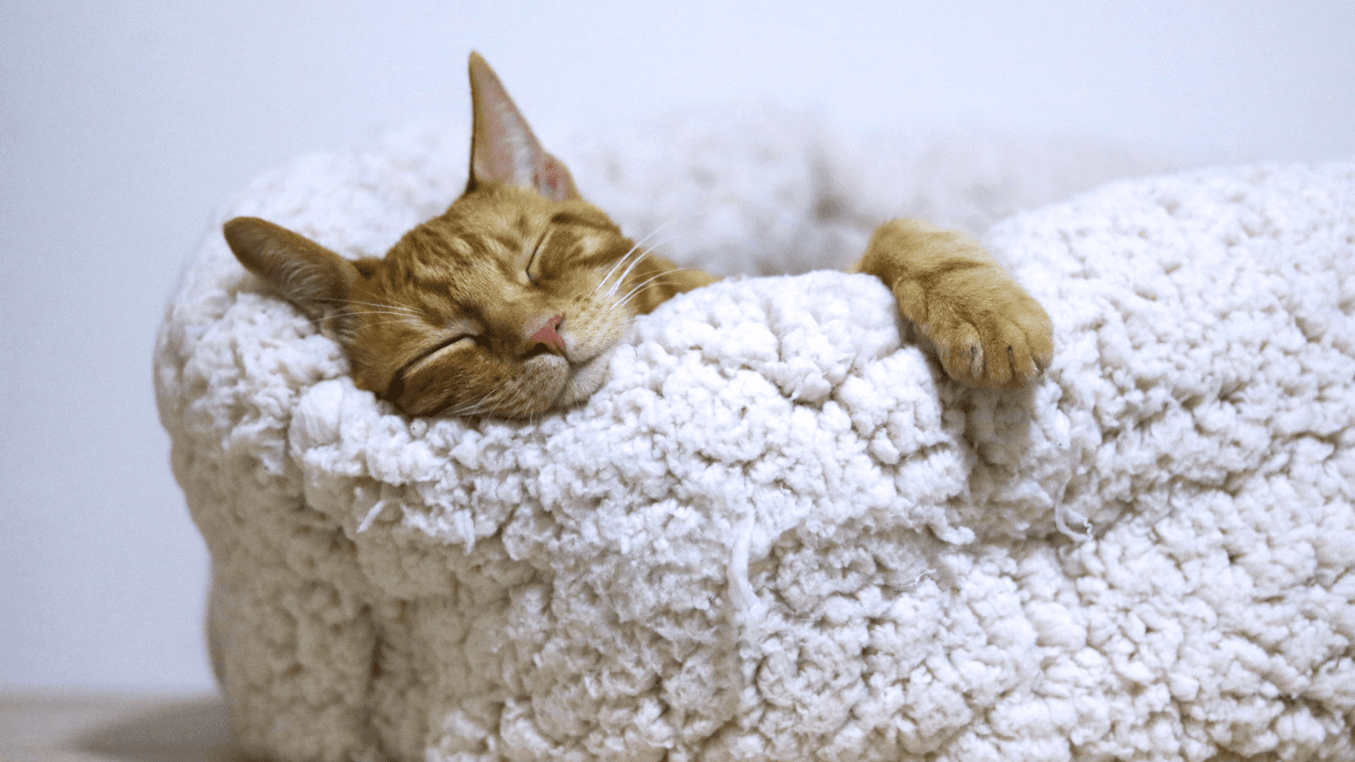 Ginger cat sleeping on its bed.