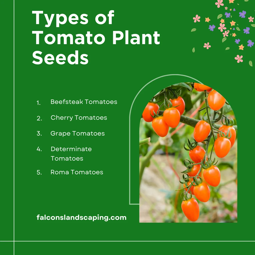 An infographic listing the types of tomato plant seeds