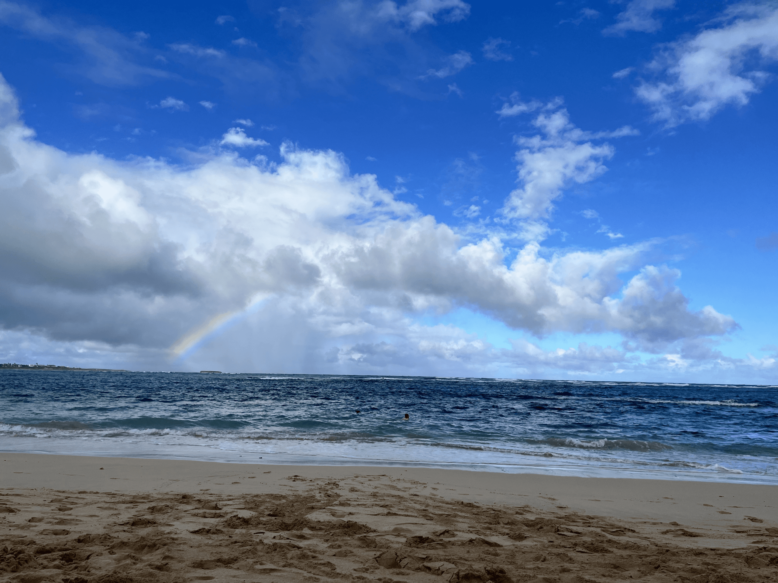 Wildlife You Might See on Oahu’s North Shore This Summer