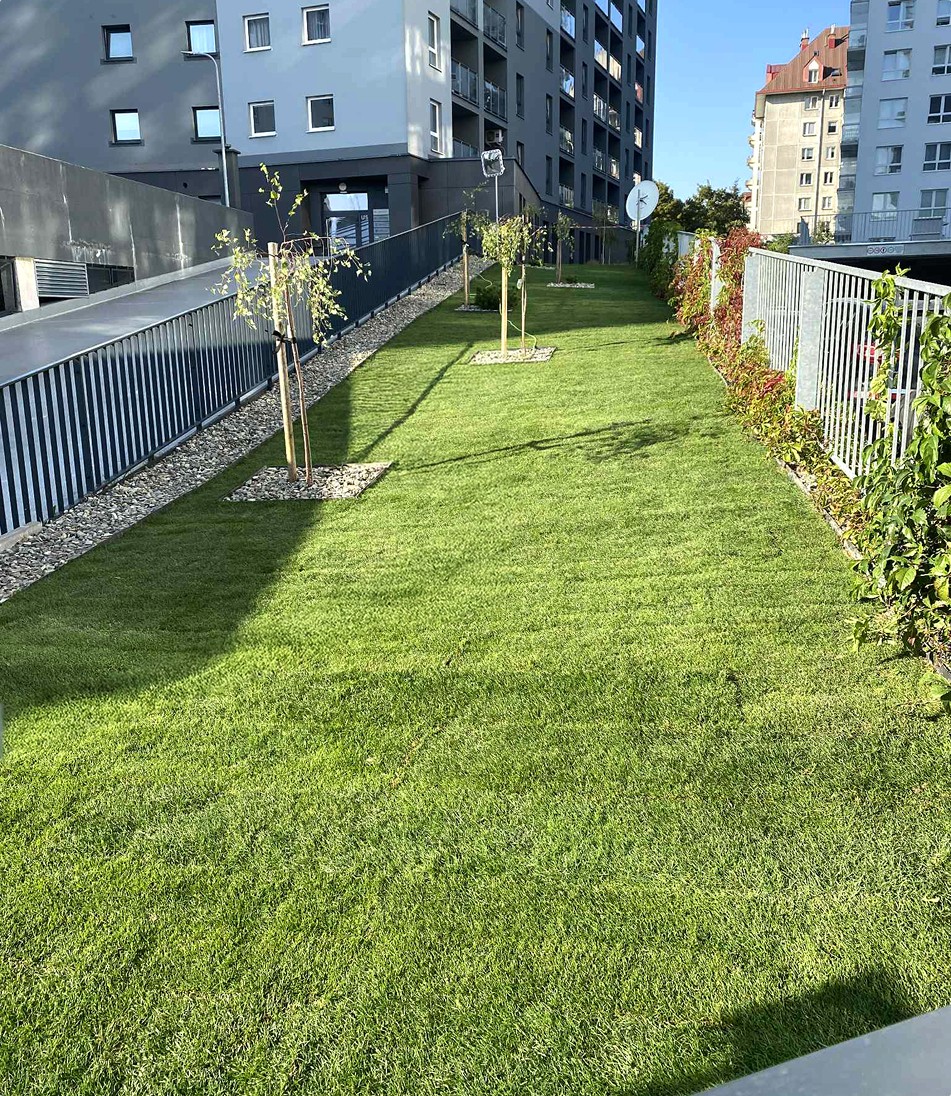 Trawnik z rolki przy blokach