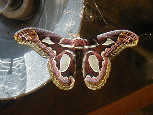 Mariposa grande de asas marrons com manchas claras translúcidas pousada em superfície de madeira