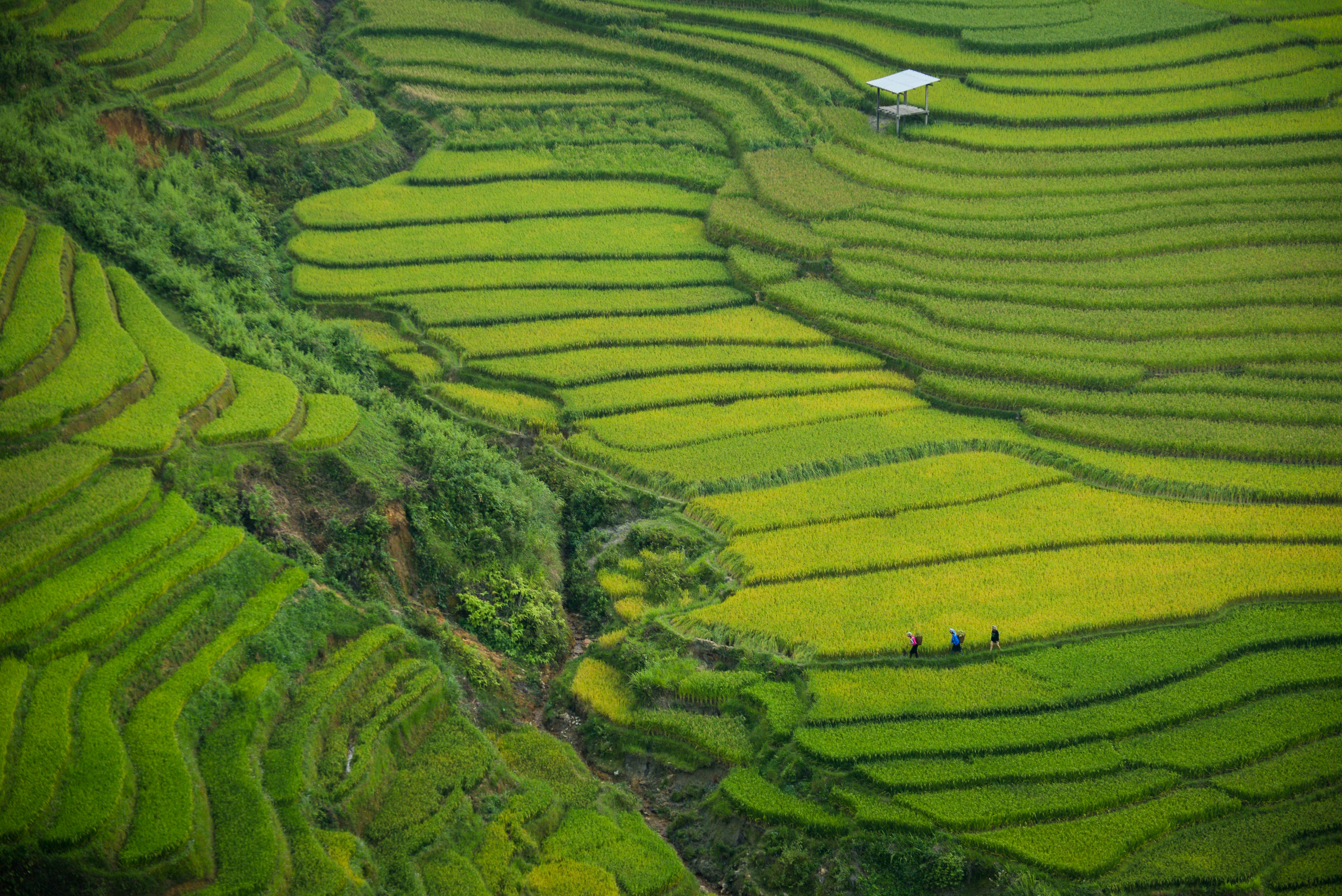 Green rice terraces from northern Vietnam