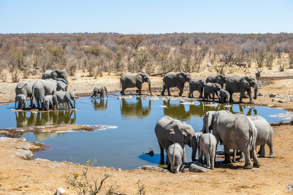 Etosha National Park Elephants At Water Hole