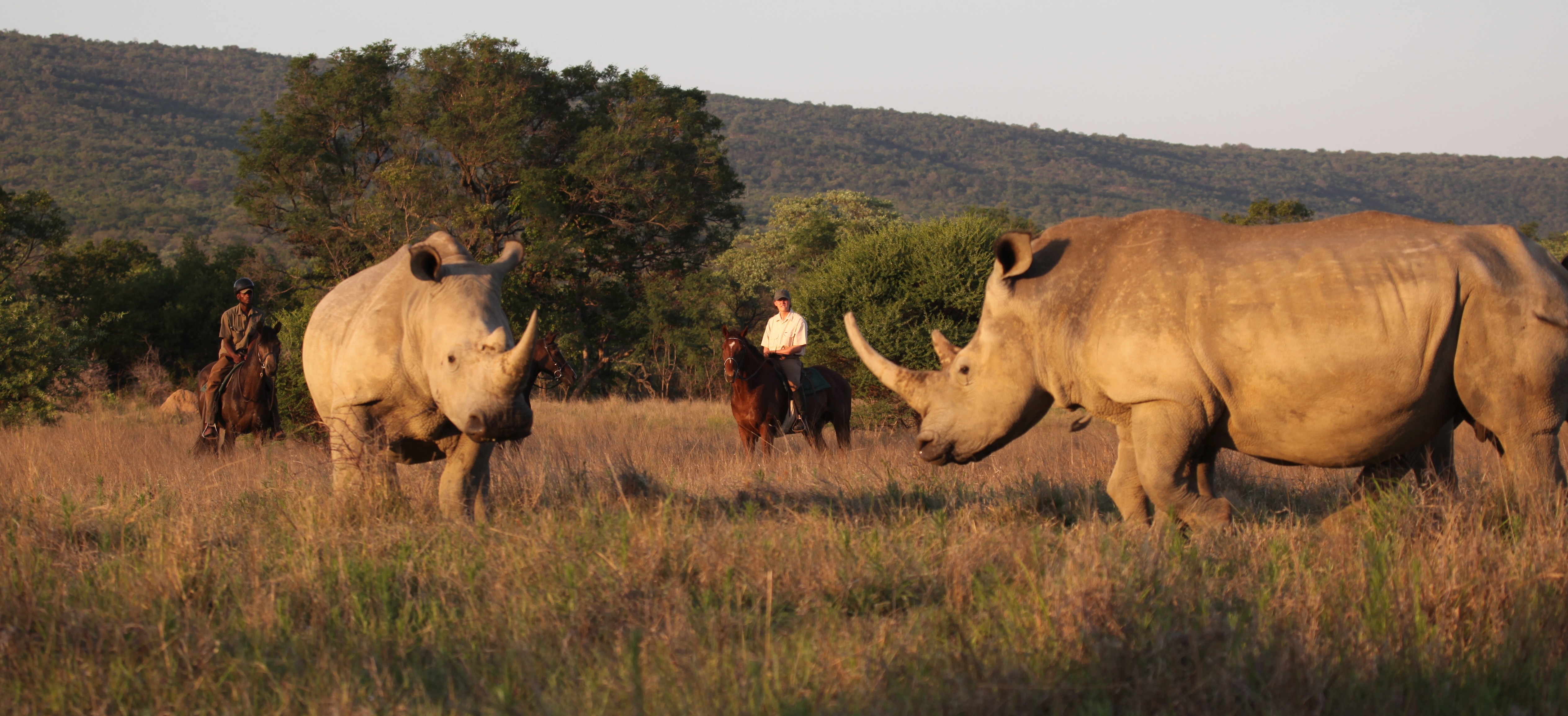 Grupp av ryttare på ridresa i Afrika galopperar över Serengetis vidsträckta slätter medan damm och gnuhjordar rör sig över horisonten under the great migration.