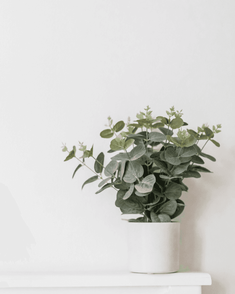 Forest Peak Giant Fern