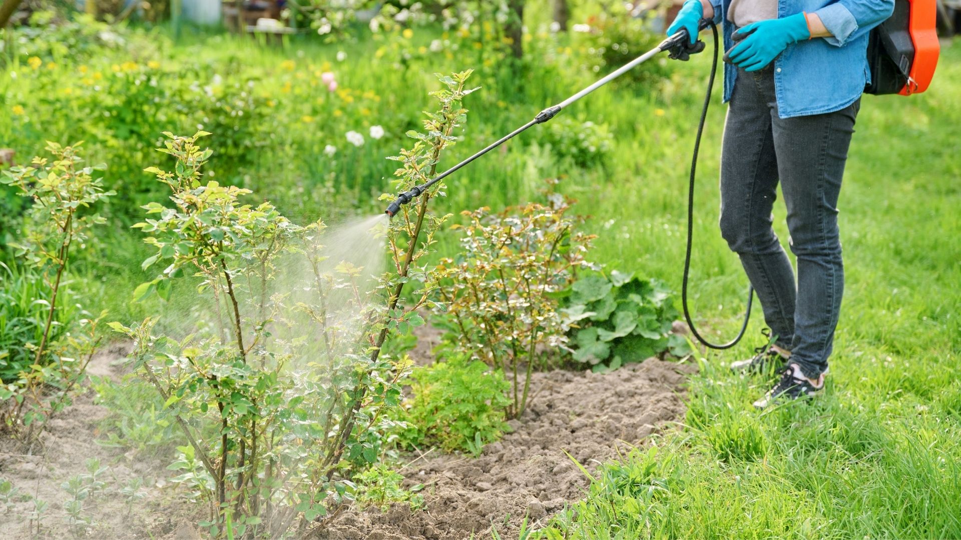 How Can Organic Pest Control Methods Benefit Medicinal Plants?