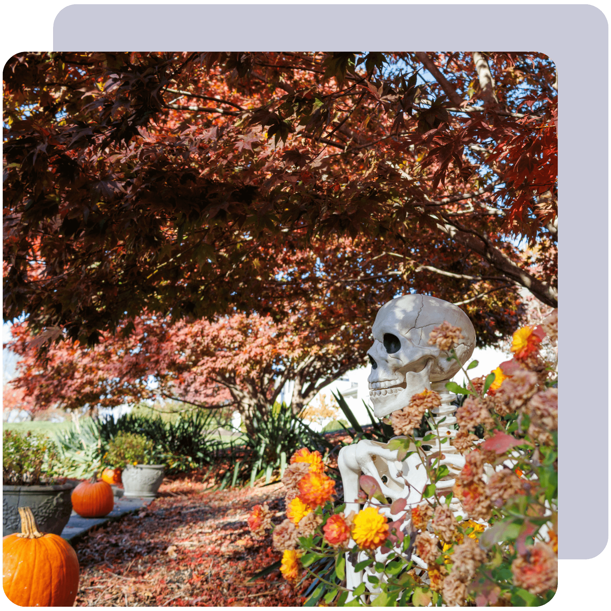 Halloween with skeleton, pumpkins, and foliage