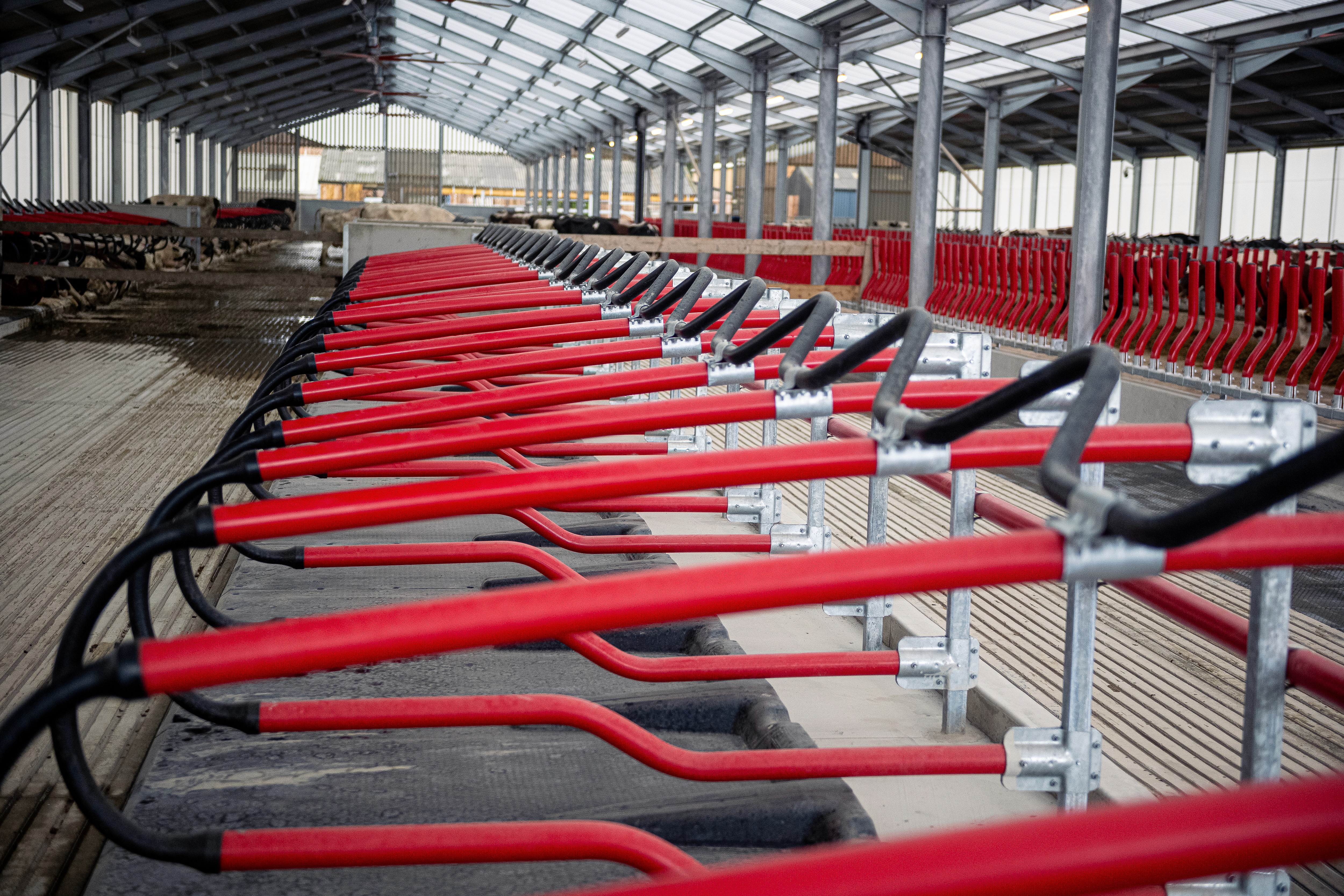 Detailný pohľad na dlhý rad červeno-čiernych flexibilných boxov na ustajnenie EasyFix v maštali. V pozadí sú kravy.