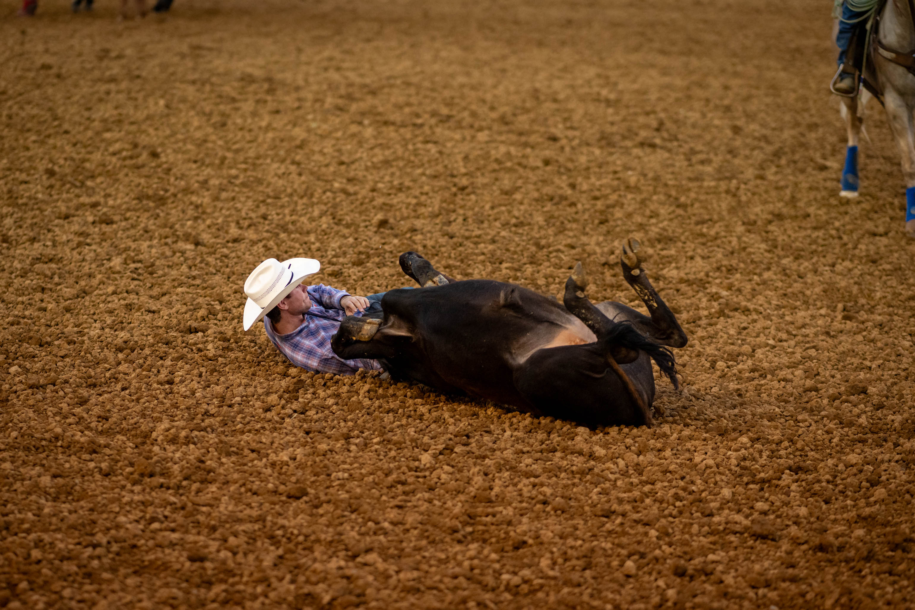 Man tie-down roping a calf