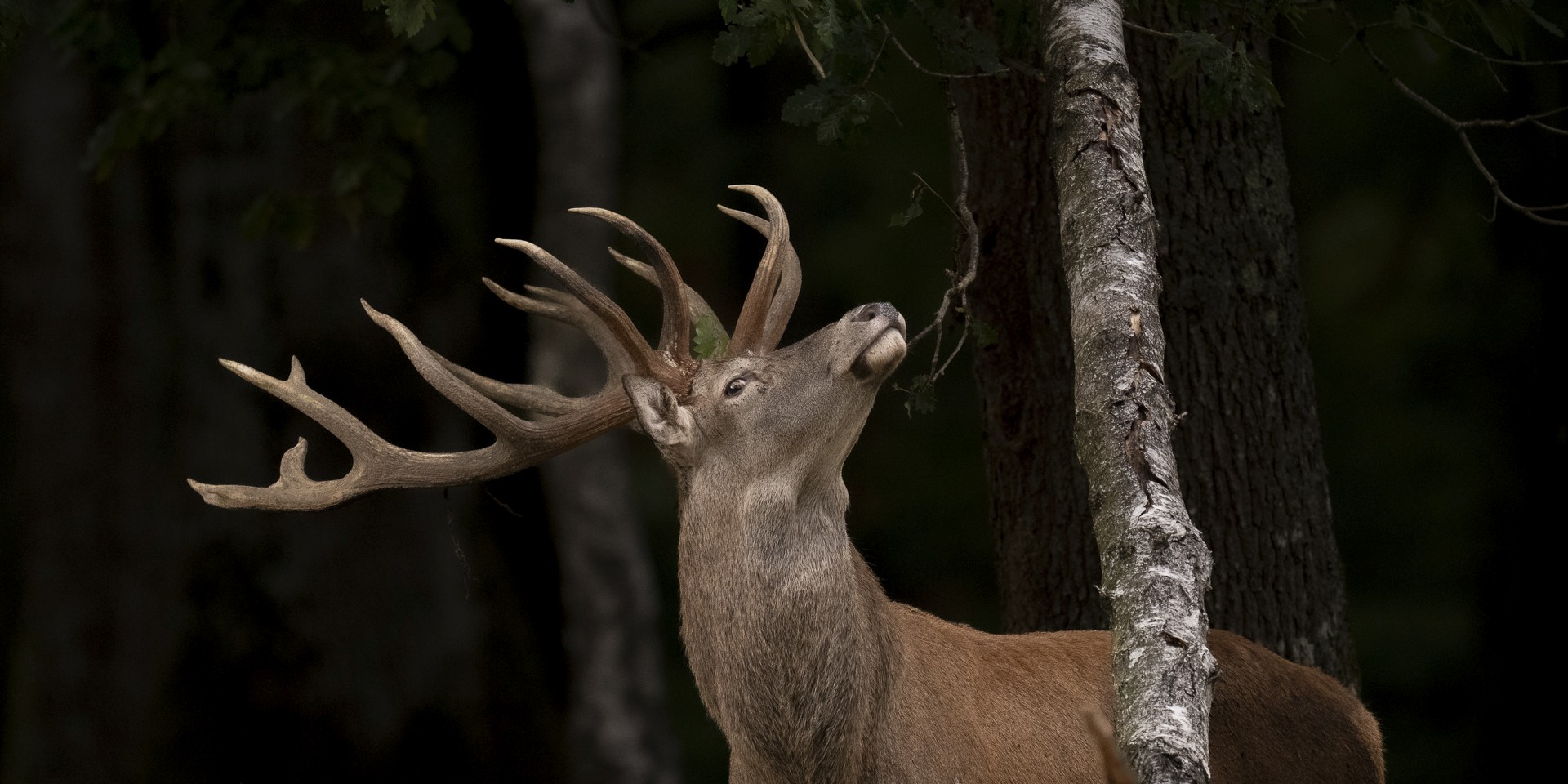 Le cerf élaphe cherche les glands du chêne 