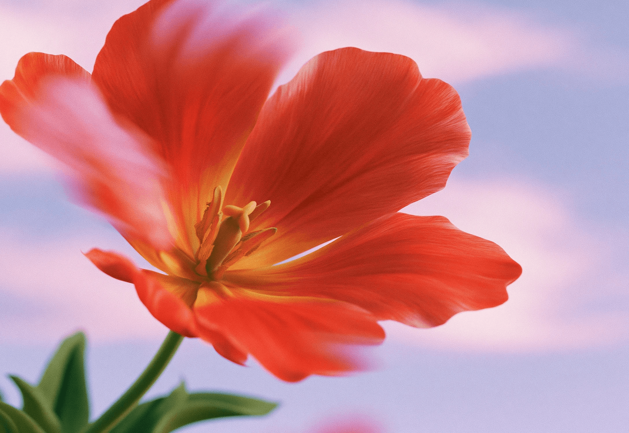 Red poppy against a pastel sky