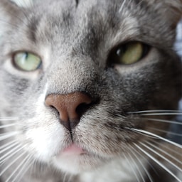drama pet headshot
