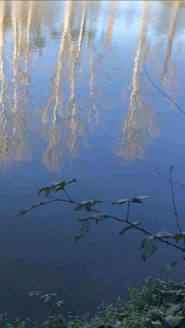alberi riflessi sulla superficie di uno specchio d'acqua