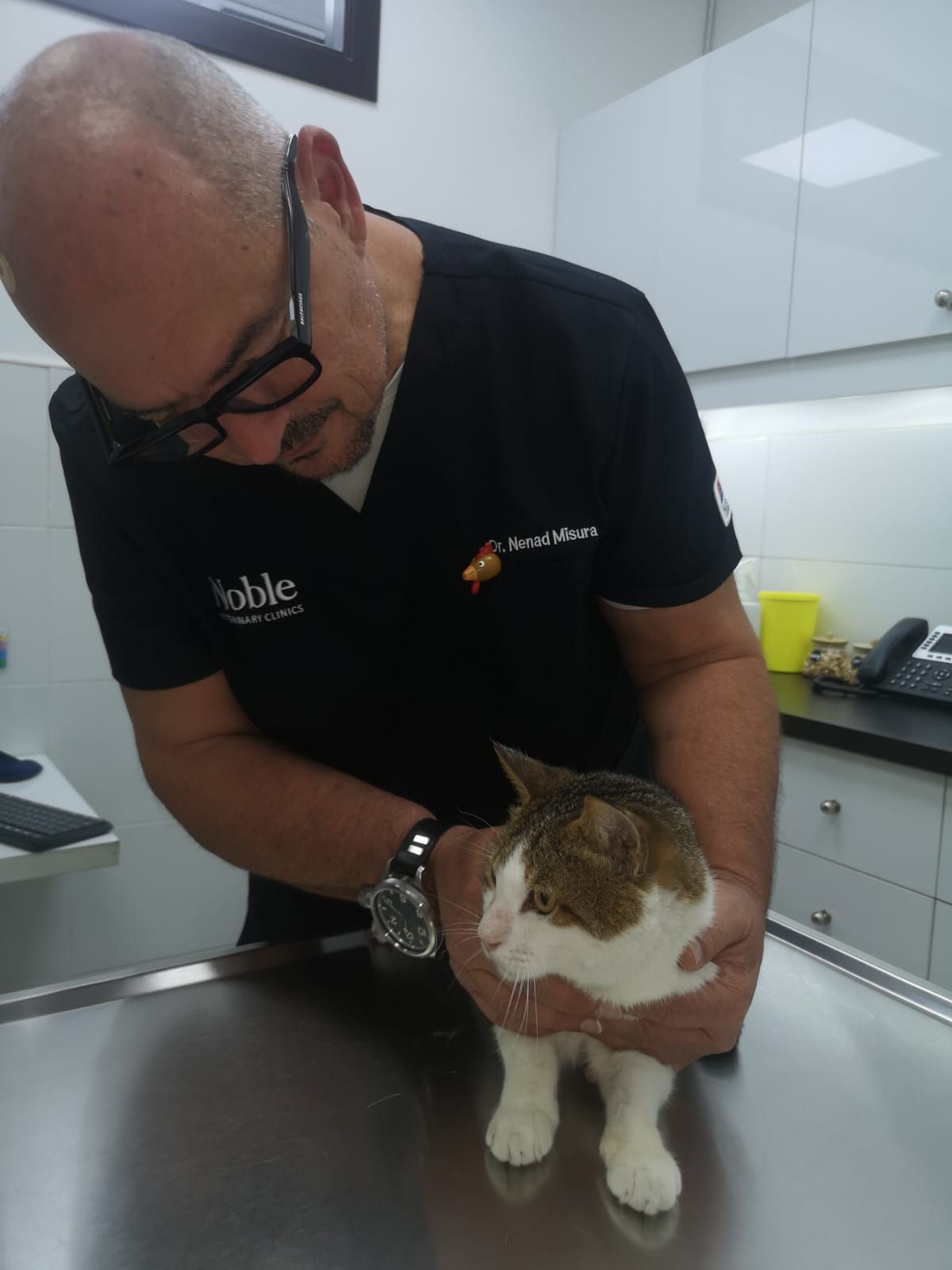 A veterinarian holding a cat on a metal table during a checkup.