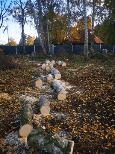 baum fällen lassen