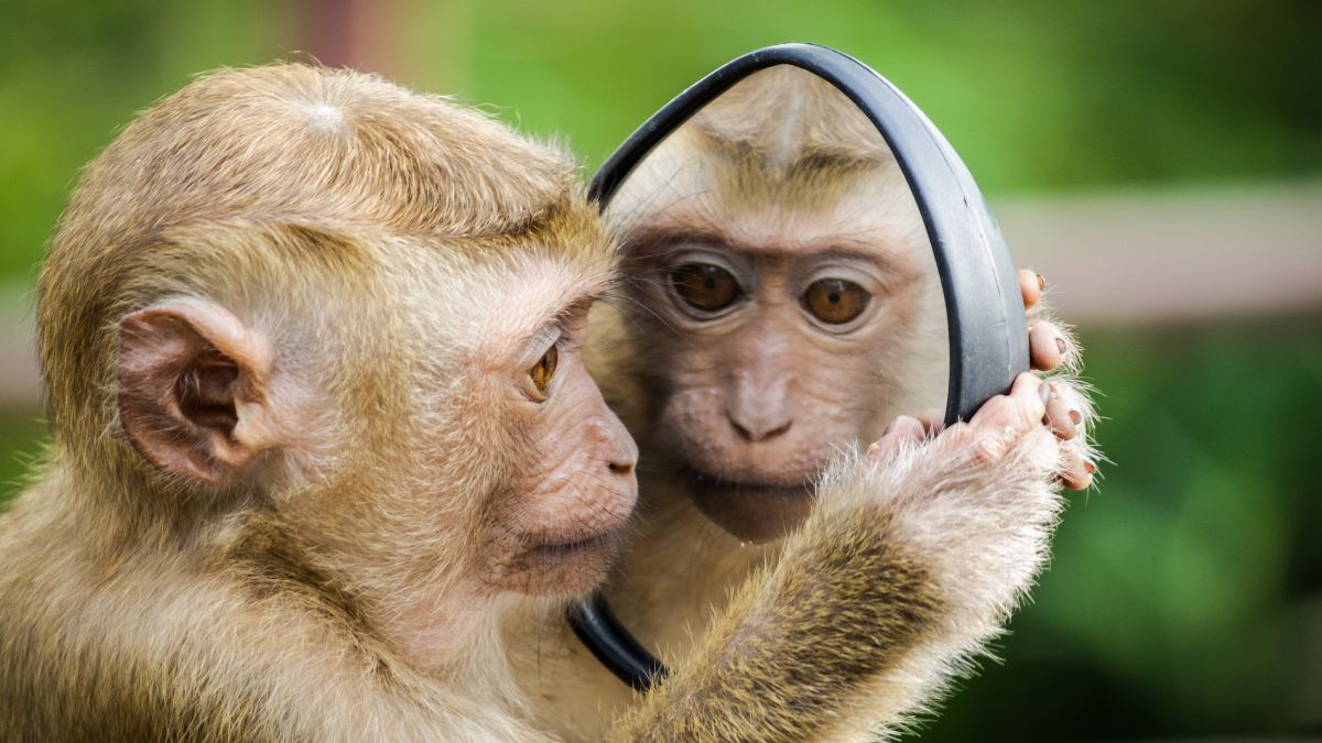 monkey looks at itself in a mirror