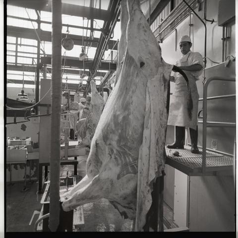 Matadero modelo, CORFO.