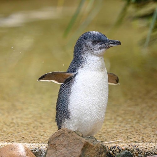 一只张开翅膀的小企鹅站在浅浅的沙色水域边缘的鹅卵石上。