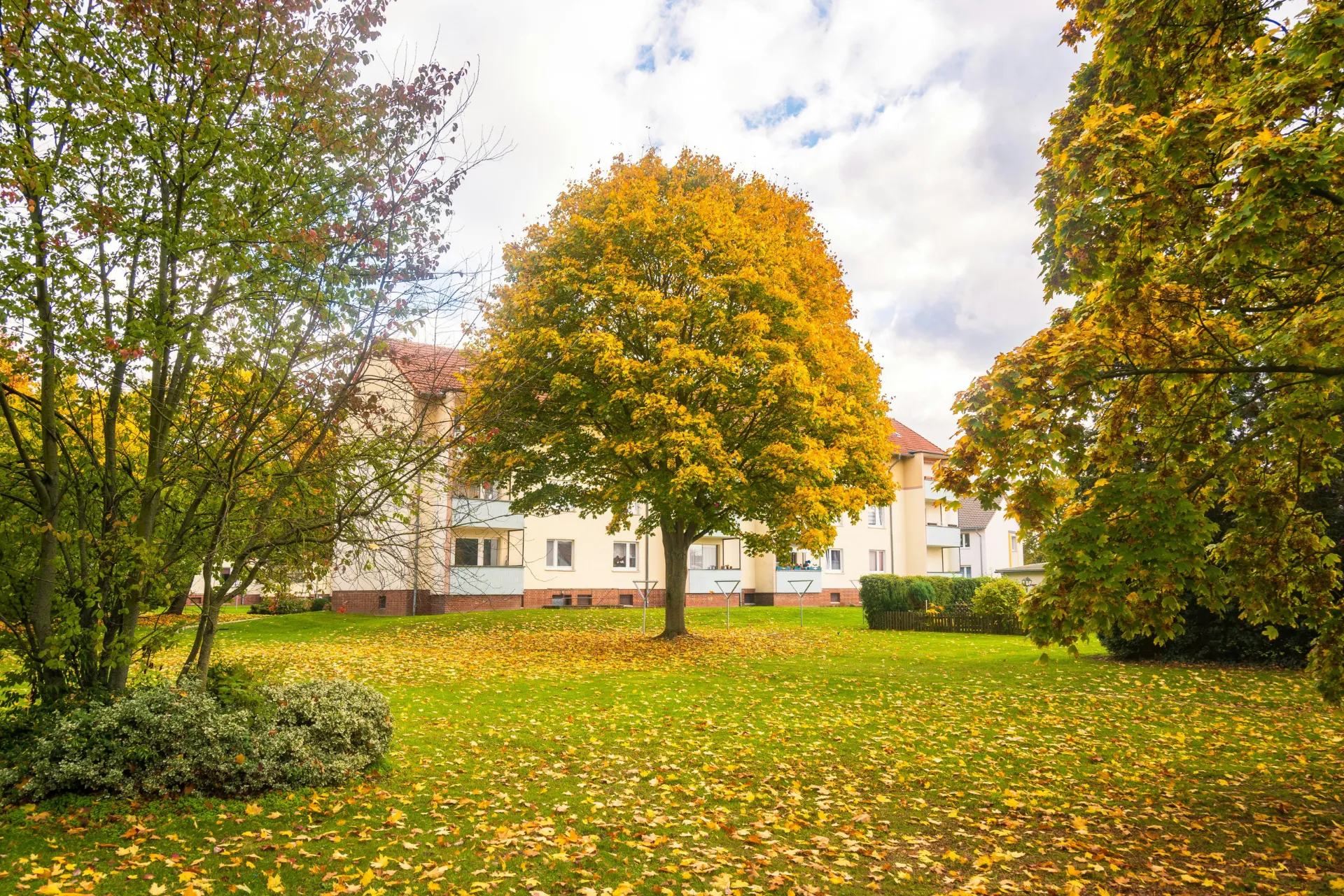Ein Baum in einem Garten in einem Wohngebiet in Sachsen-Anhalt.