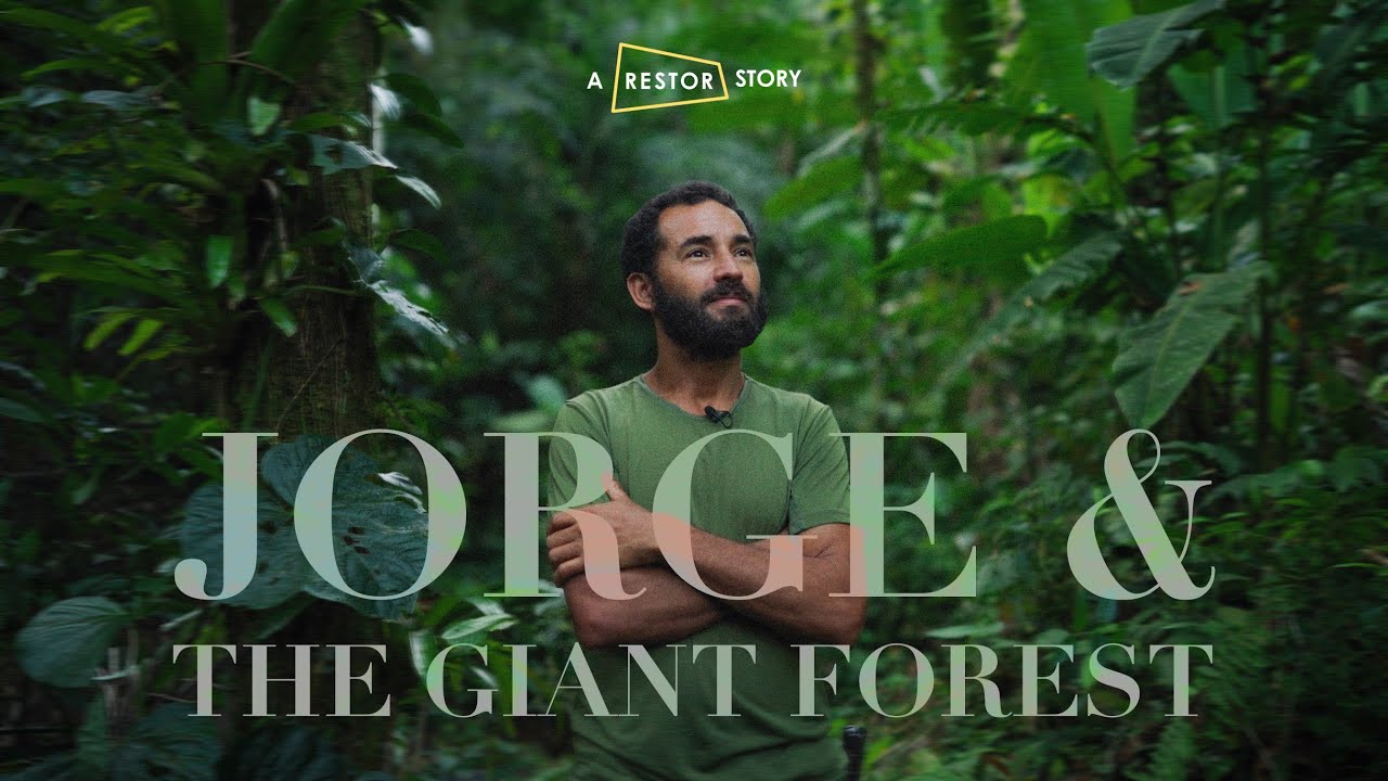 Close-up of lush, dark green leaves, some glossy and wet, against a muted background.