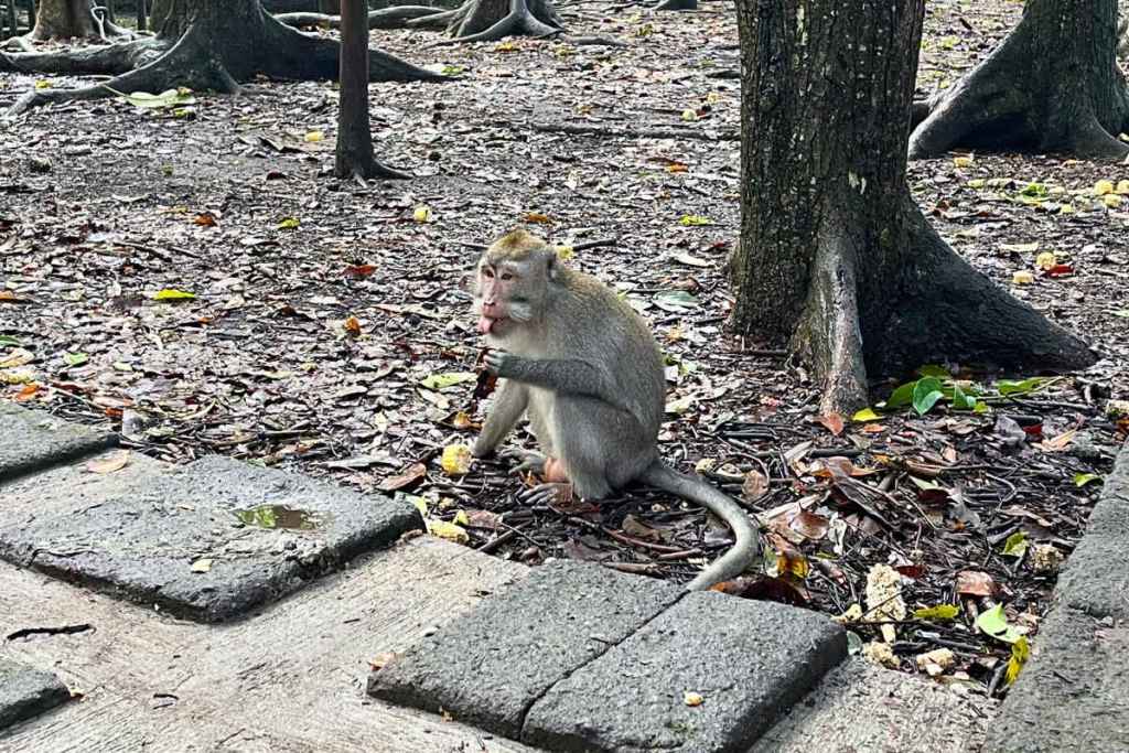 Monkey eating food, Ubud monkey forest
