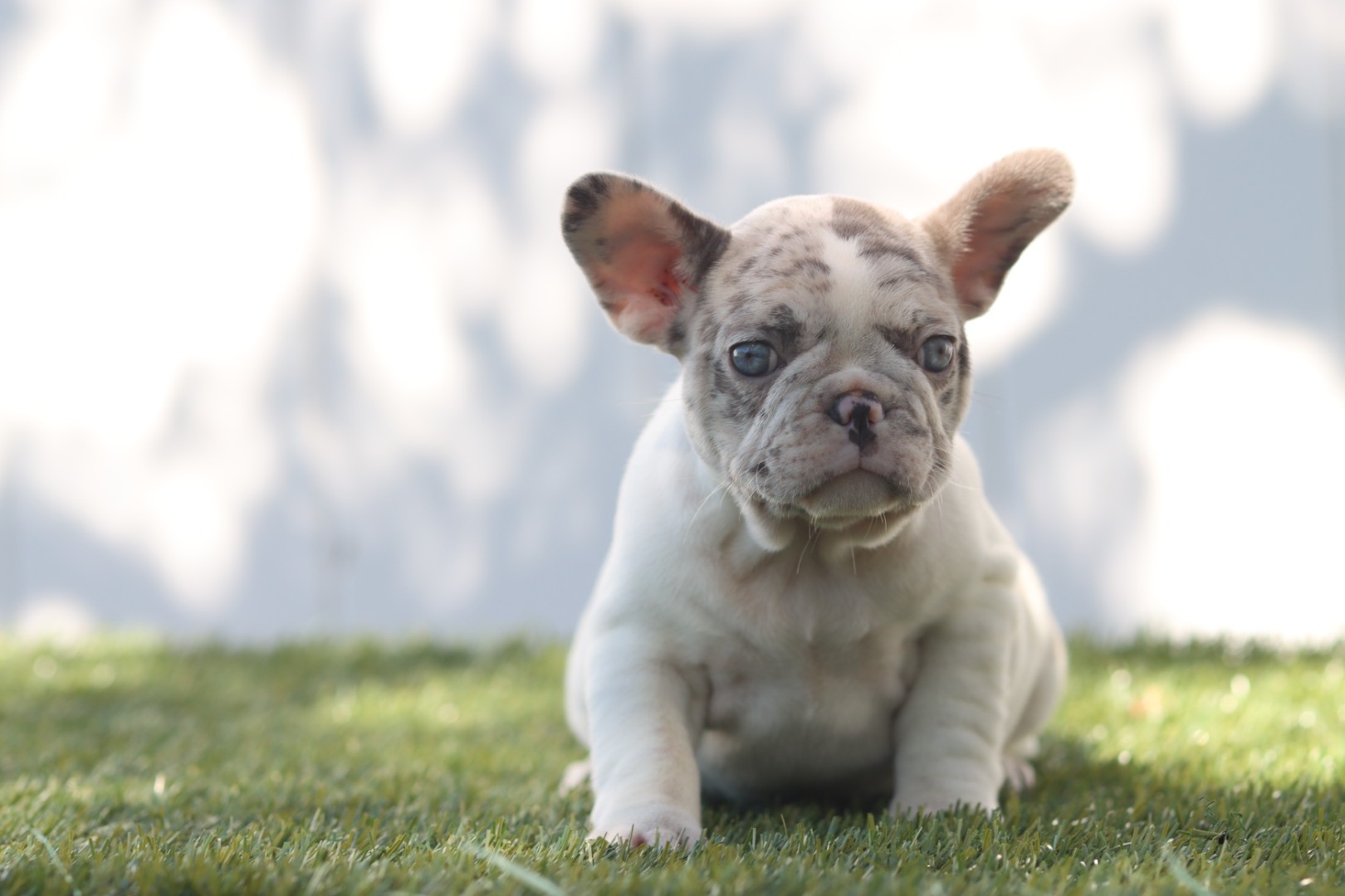 Lilac French Bulldog Puppy from Clearwater French Bulldogs